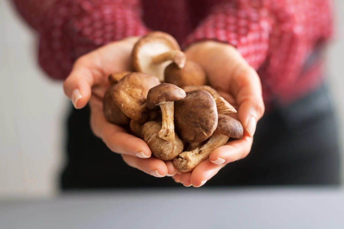 Are Functional Mushroom Supplements good for you?