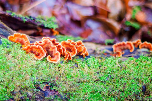 Reishi Mushrooms: The Potential Benefits